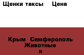 Щенки таксы! › Цена ­ 3 000 - Крым, Симферополь Животные и растения » Собаки   . Крым